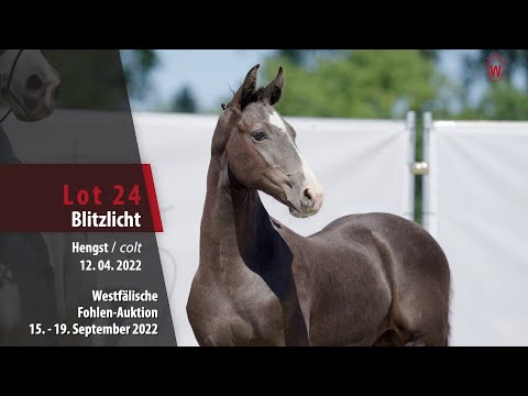 Online-Auktion Lot 24 Blitzlicht Hengst v. Baloutaire PS - Linton