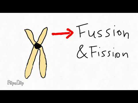 Biologie Animation - Mutationsarten