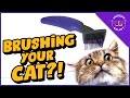 Top TIPS For Brushing Your Cat Even If They Hate It