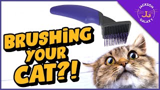 Top TIPS for Brushing Your Cat (even if they hate it)