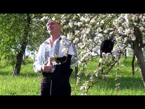 BEBE RADU DRAGOMIR - ,,Plin de meri cu floare albă,,