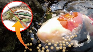 WHY YOU SHOULD STOP FEEDING THESE TYPES OF KOI FOOD IN YOUR POND