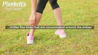 What are the Signs of a Bed Bug Infestation? | Plunkett&#39;s Pest Control