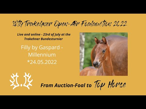 1 - Finesse - Filly by Gaspard - Millennium *24.05.2022