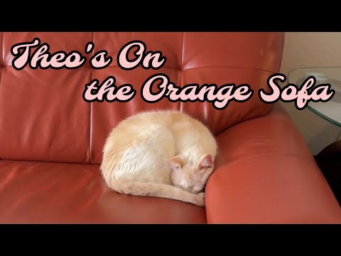 🎵Theo’s On the Orange Sofa🎵
