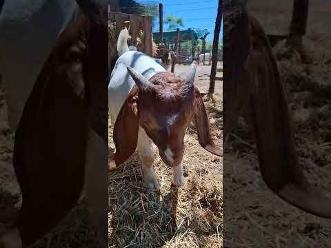 Concepción Del Bermejo chsaco Argentina..3644591146