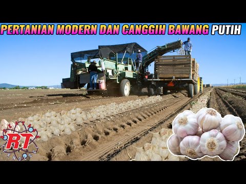 , title : 'PERTANIAN BAWANG PUTIH MODERN DAN CANGGIH | ALAT PERTANIAN MODERN'