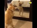 Dog Dancing To Himself In Mirror