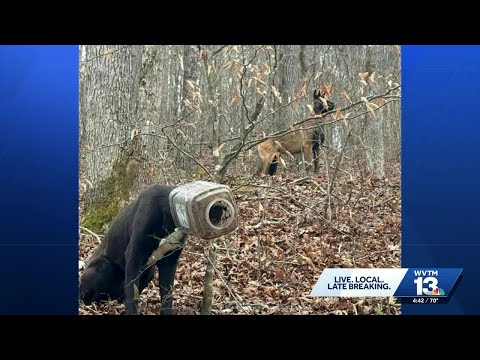Social Media Leads To The Rescue Of A Dog With A Bucket On His Head