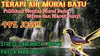 Download lagu TERAPI AIR MURAI BATU || PULIHKAN MENTAL MURAI BATU STRESS DAN MACET BUNYI || TERAPI MABUNG mp3