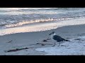 Seagull Getting Breakfast