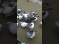 #pigeon #pigeonpigeon #kabootar 45 #unfrezzmyaccount #birds #kabutar