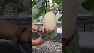 Download lagu Panen Melon Hidroponik #melonhidroponik mp3