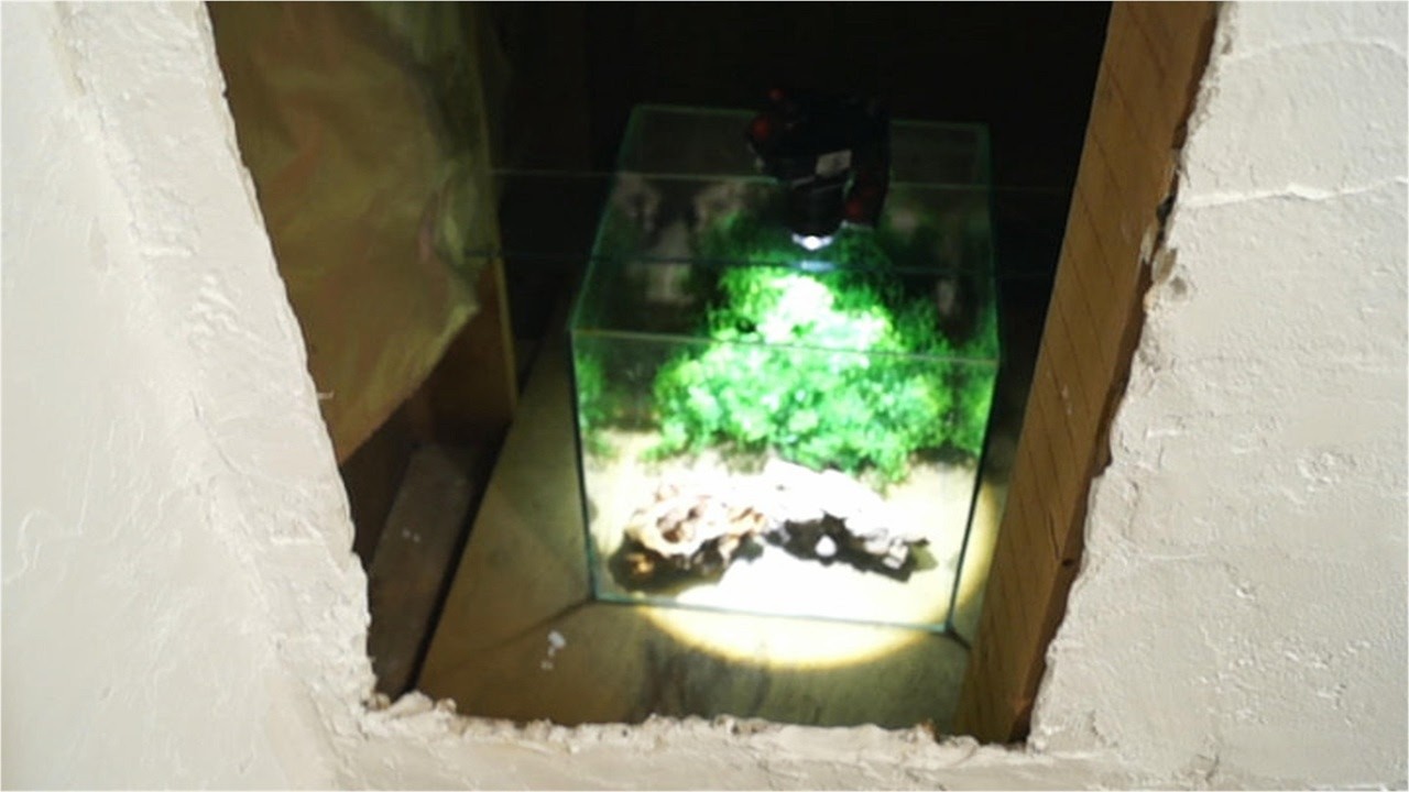 壁の中の水草水槽1