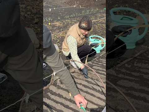 Розсада помідорів з парника під агроволокном