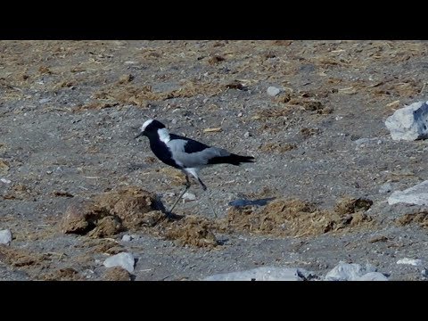 Blacksmith Lapwing, Namibia