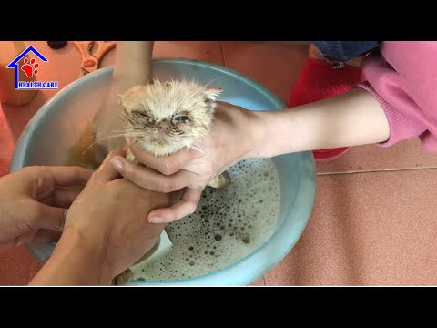 This is the most Dirty kitten you have seen ever – Kitten first bath after rescue