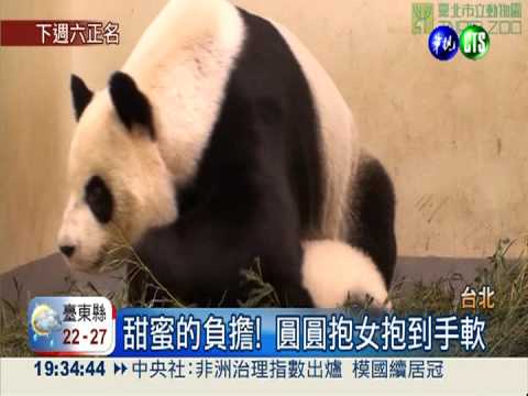 圓仔體重突破6公斤 媽媽叼不動