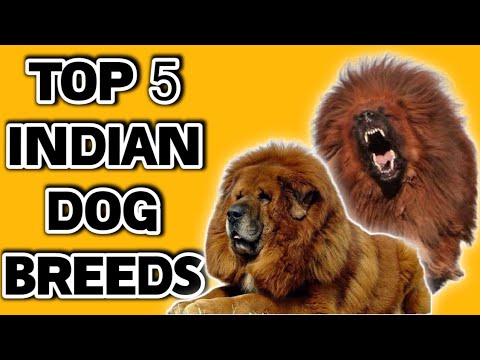 Top Banned Dog Breeds: Origins, Characteristics, and Why Most Countries  Forbid Them - Video Summarizer - Glarity