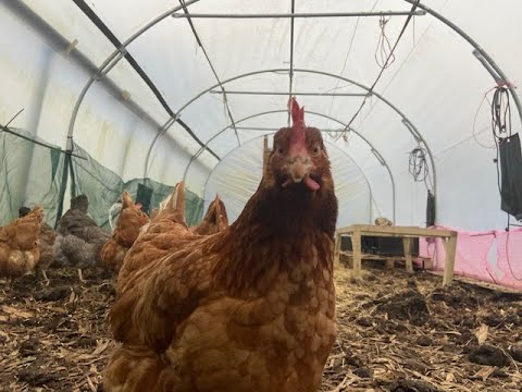 , title : 'Chickens in The Polytunnel'