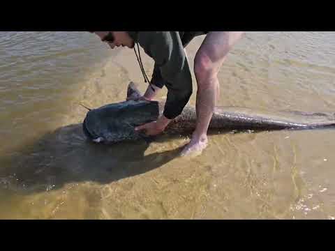 Kiprowanie wąsa. team szmaciarze szalony początek