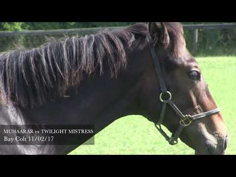 MUHAARAR FIRST FOALS