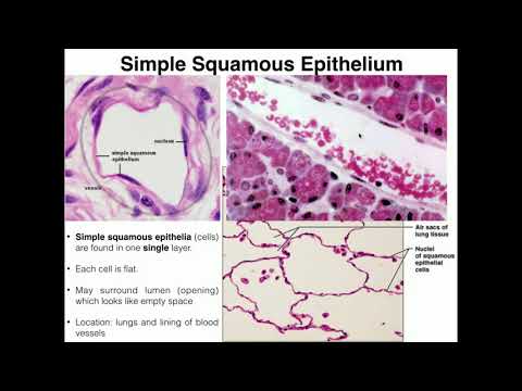 A&P I Lab | Exercise 4: Histology & Tissues