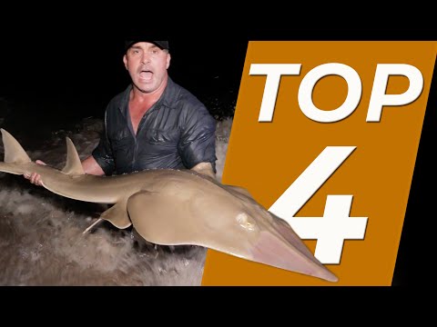 TOP 4 - COMBATS ÉPIQUES AVEC DES RAIES - Cyril Chauquet