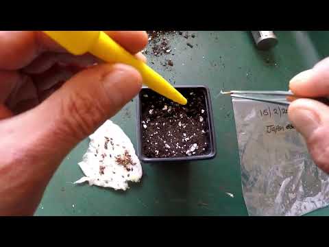 Larix kaempferi Japanese larch potting of germinated seeds