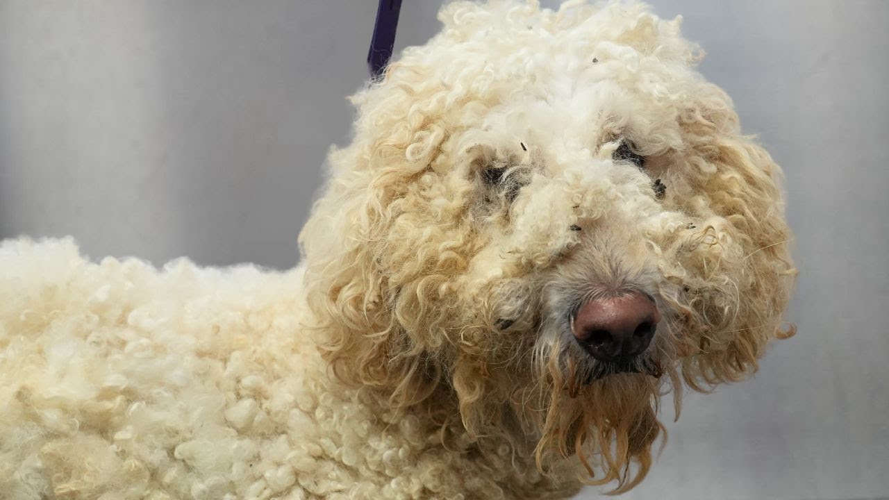 And THIS Is Why Animals Are Better Than People 😤 | Meet Jack...The Best Dog In The World