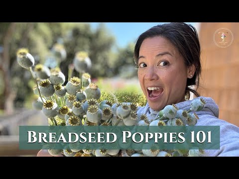 A Guide to Breadseed Poppies | Turbow Farms