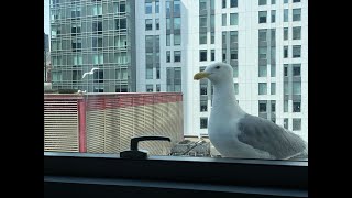 ABC Legal Seagull Cam live webcam