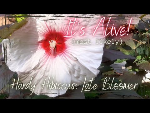 When Your Hibiscus Looks Dead, Wait! 🌺💀 Growing Home Gardening