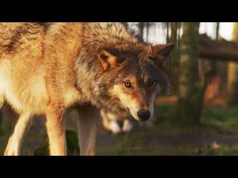 Dark Beast Crew Vs BrickHeadz Crew Semi Final Hip Hop Revival 2017