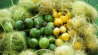 Download lagu Picking Wild Fruits in the Forest mp3 Download lagu Picking Wild Fruits in the Forest mp3