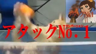 【猫　面白い　かわいい】猫アタックNo 1