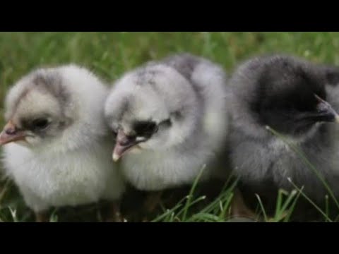 , title : 'Chicken Breed Profile - The Andalusian'