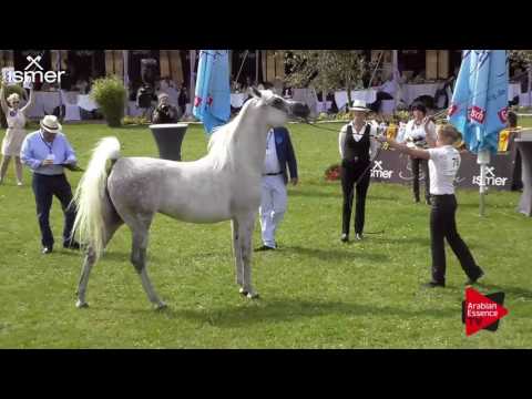 N.76 RIHANNA EL HADIYAH - Ströhen 2017 C-Show - 7.9 Years Old Mares (Class 10)