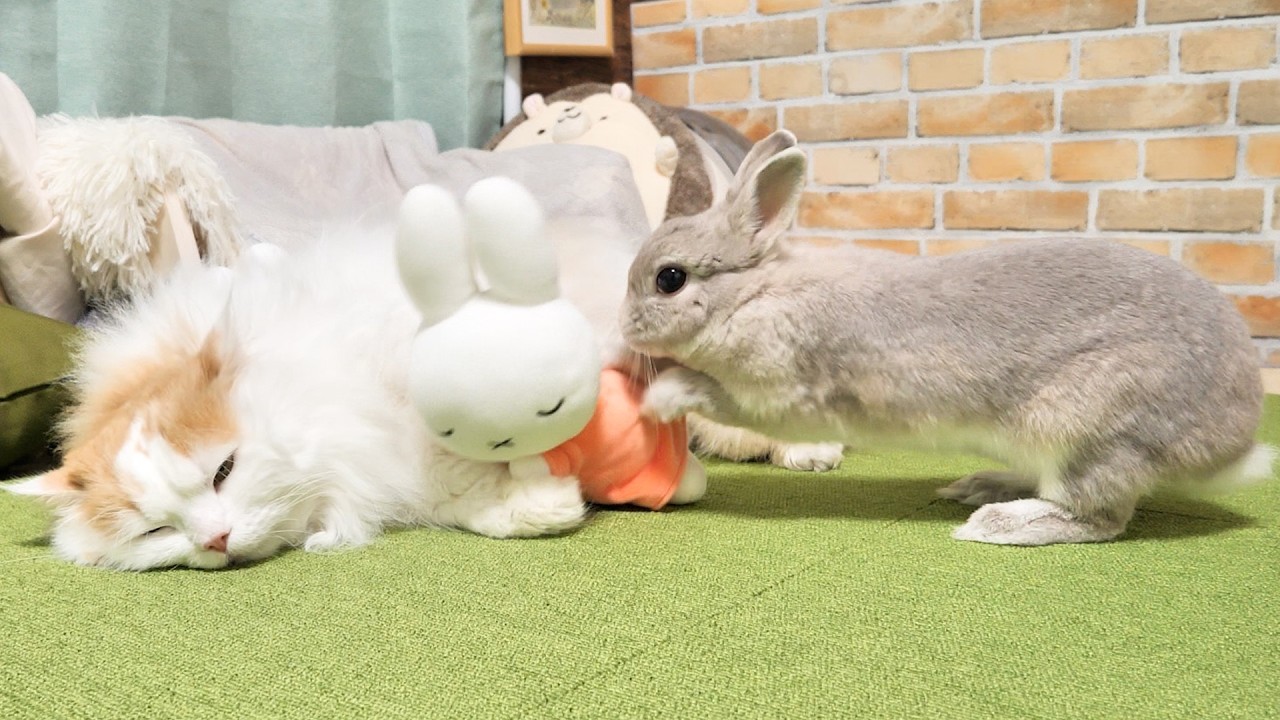 猫が大事そうに抱えてるぬいぐるみを寝てる隙に持ってちゃうウサギさんがなんかおもろいｗｗｗ