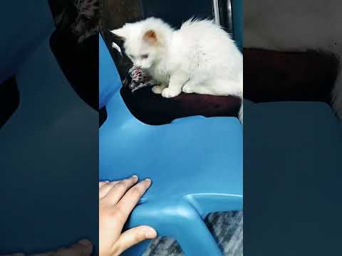 Angry Qais😡 #subscribemychannel #catlover #cat #Qaismeow