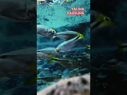 Un lugar único en Raxruhá,  Alta Verapaz Guatemala 🇬🇹 🌎🌊📌Eco Centro Yaliha # #altaverapaz #yaliha