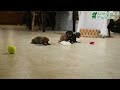Miniature Dachshund dogs for sale: Midnight - Video 1
