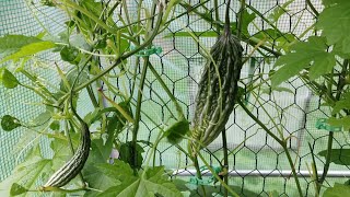 SA WAKAS NAG BIGAY DIN NG BUNGA ANG AKING AMPALAYA / GREEN HOUSE UPDATE 🇩🇪💖