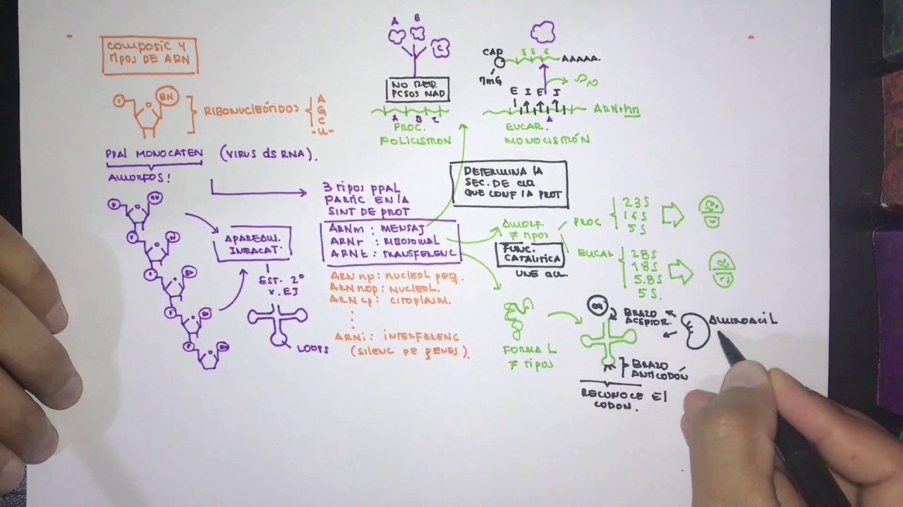 Composición y estructura de los ácidos nucleicos