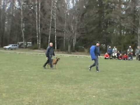 Malinois, Blackneck's A'coch 3år Elitklass skydd Eskilstuna