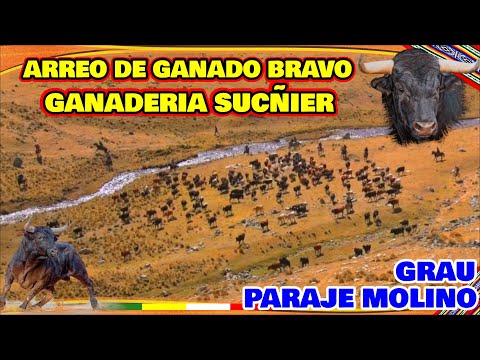 Coraje Grauino - GANADERIA SUCÑIER - Paraje Molino / Arturo huayhua