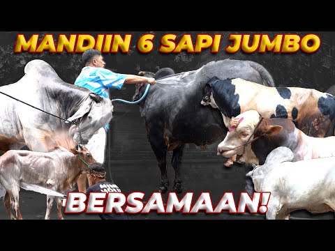 PERTAMA KALI MANDIIN 5 Sapi Qurban JUMBO IRFAN HAKIM dan Inilah yang Terjadi!