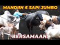 PERTAMA KALI MANDIIN 5 Sapi Qurban JUMBO IRFAN HAKIM Dan Inilah Yang Terjadi