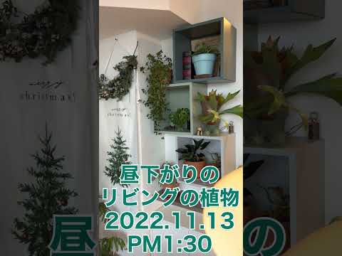 室内に持ち込んだり屋外に放置したりできる観賞性の高い吊り下げ式屋外植物  庭園