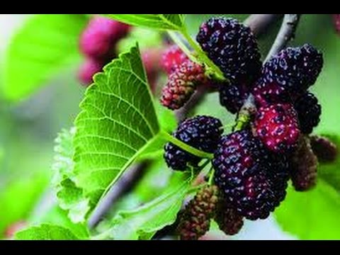 ✅ Os 11 Grandes Benefícios da Amora Para Saúde